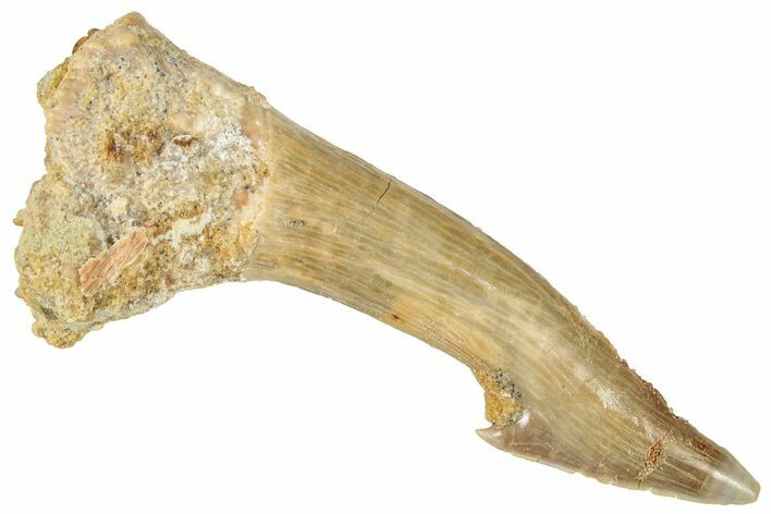 Fossil Sawfish (Onchopristis) Rostral Barb - Morocco #322851